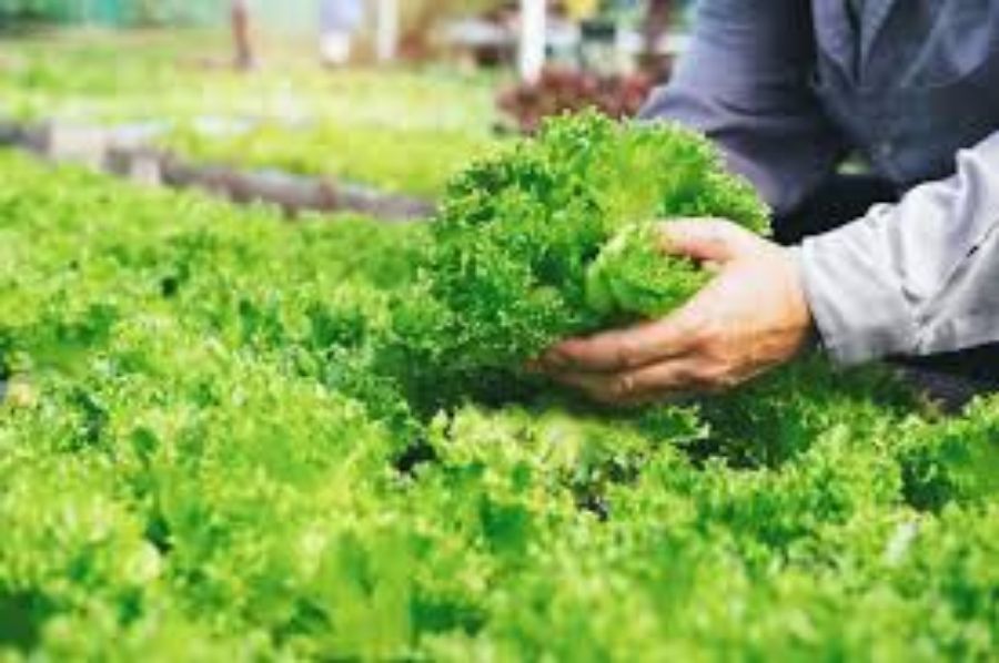 Quy trình cung cấp rau sạch của công ty Asia Hoa Sen tại Đức Quy trình cung cấp rau sạch của công ty Asia Hoa Sen tại Đức